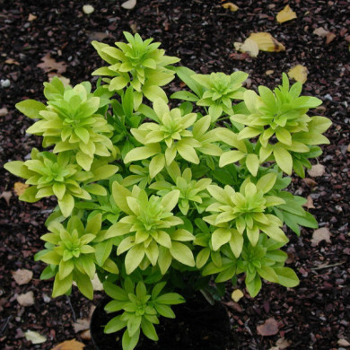 Choisya ternata Sundance® 'Lich'