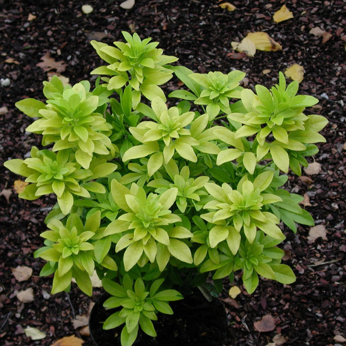 Choisya ternata Sundance® 'Lich'