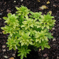 Choisya ternata Sundance® 'Lich'