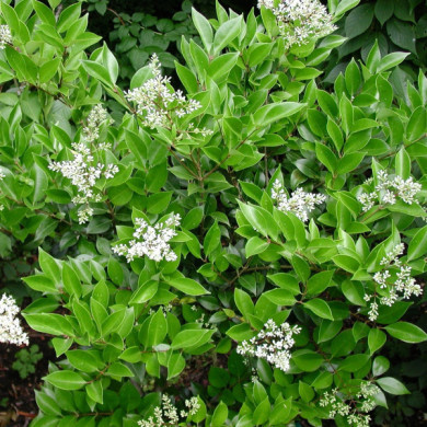 Ligustrum japonicum 'Texanum'