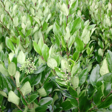 Ligustrum japonicum 'Texanum'