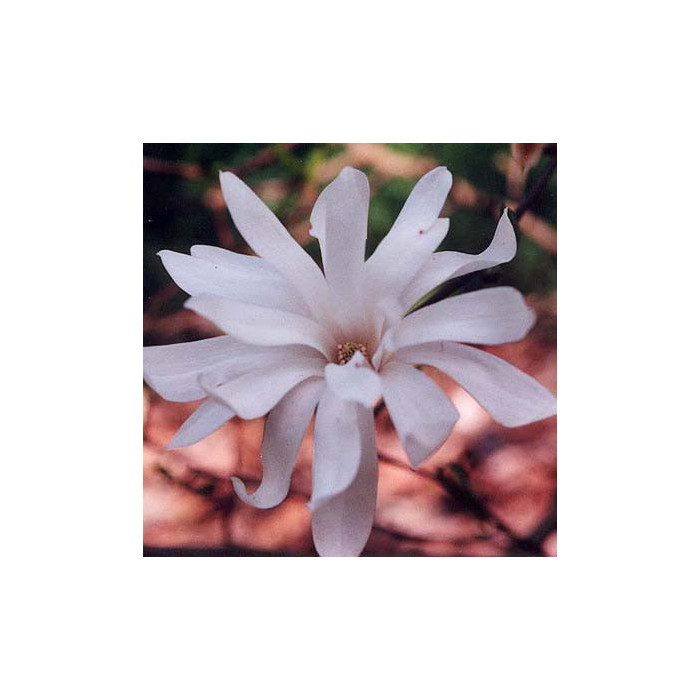 Magnolia stellata 'Royal Star'