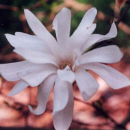 Magnolia stellata 'Royal Star'