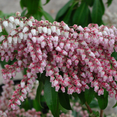 Pieris japonica 'Valley Rose'