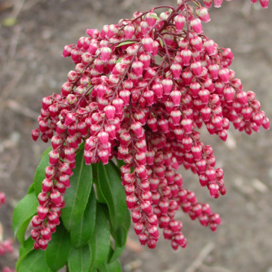 Pieris japonica 'Valley Valentine'