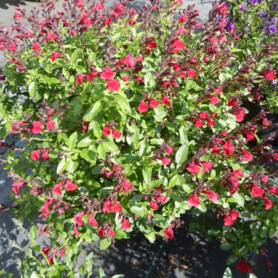 Salvia greggii Mirage Cherry Red® balmircher