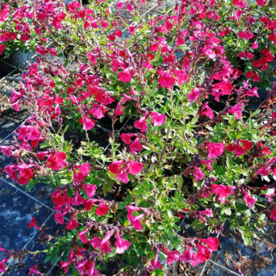 Salvia greggii Mirage Hot Pink® balmirhopi