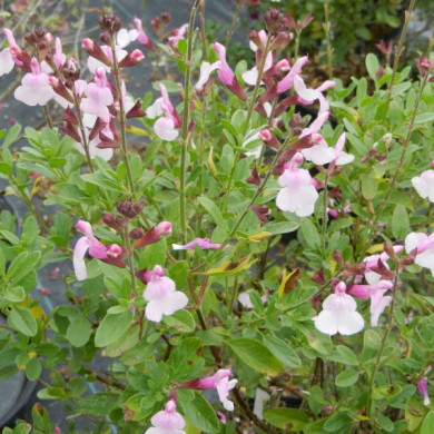 Salvia greggii Mirage Hot Pink® balmirhopi