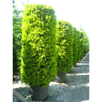 Cupressus macrocarpa 'Goldcrest'