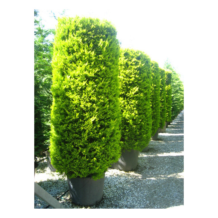 Cupressus macrocarpa 'Goldcrest'