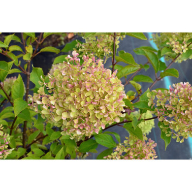 Hydrangea paniculata 'Renvagor' ROMANTIC ACE®