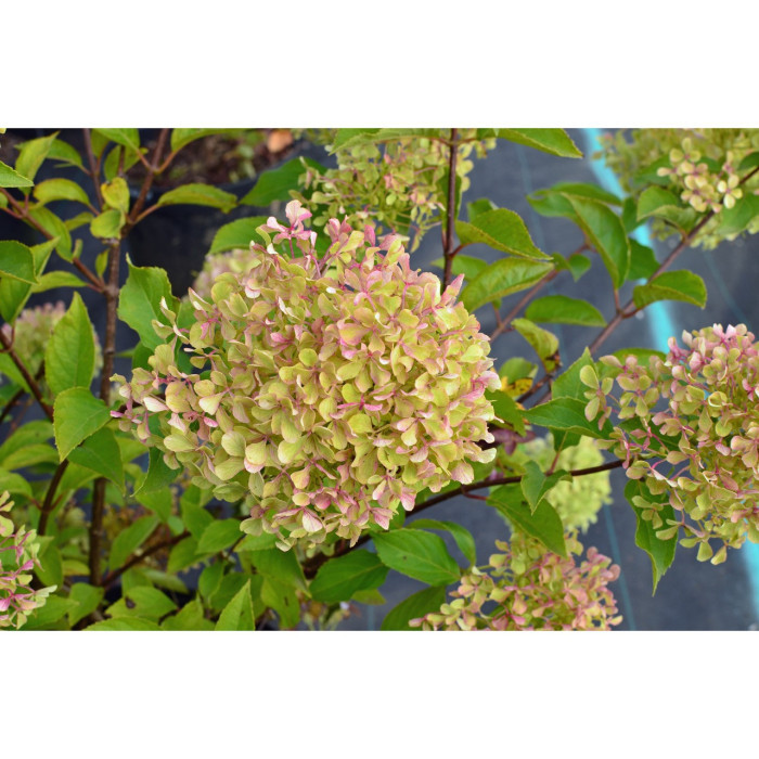 Hydrangea paniculata 'Renvagor' ROMANTIC ACE®