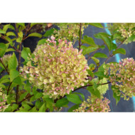 Hydrangea paniculata 'Renvagor' ROMANTIC ACE®