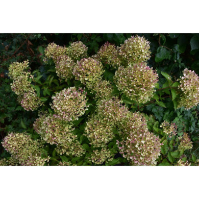 Hydrangea paniculata 'Renvagor' ROMANTIC ACE®