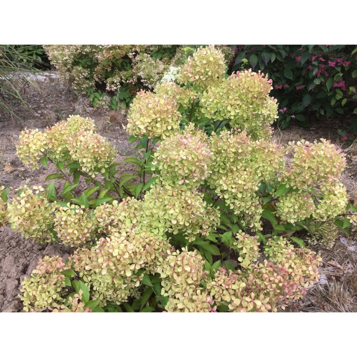 Hydrangea paniculata 'Renvagor' ROMANTIC ACE®