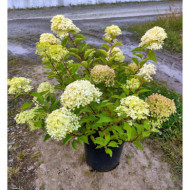Hydrangea paniculata 'Renvagor' ROMANTIC ACE®
