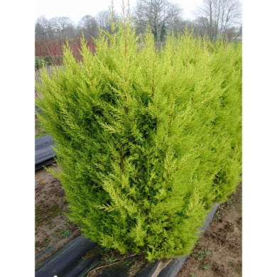 Cupressus macrocarpa 'Goldcrest'