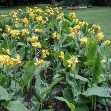 Canna 'Panama'