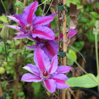Clematis 'Mrs N. Thompson'
