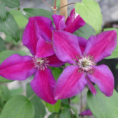 Clematis 'Mrs N. Thompson'