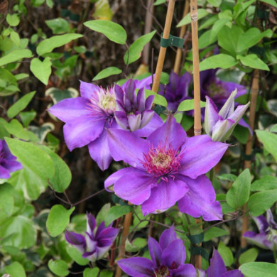 Clematis 'Multi Blue'