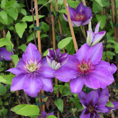 Clematis 'Multi Blue'