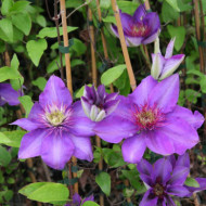 Clematis 'Multi Blue'