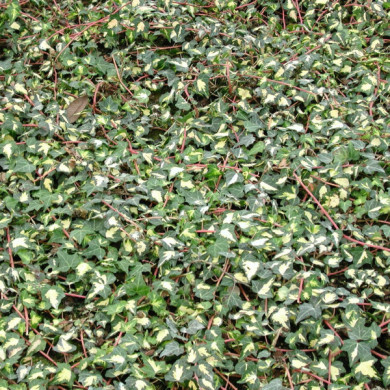 Hedera helix 'Goldheart'