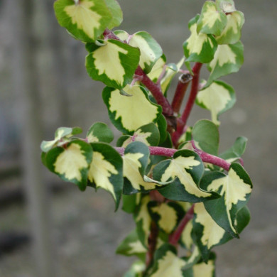 Hedera helix 'Goldheart'