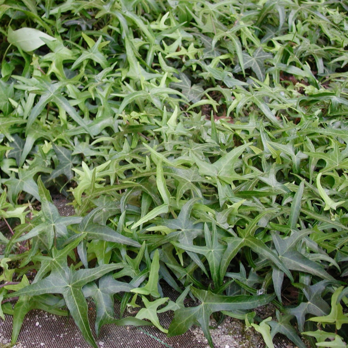 Hedera helix 'Sagittifolia'