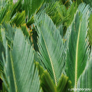 Cycas revoluta