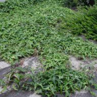 Hedera helix 'Sagittifolia'