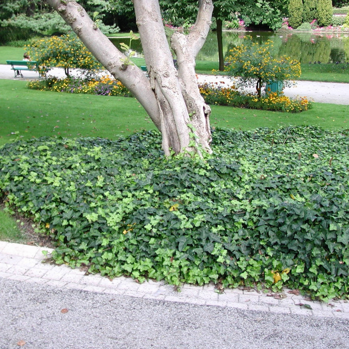 Hedera helix