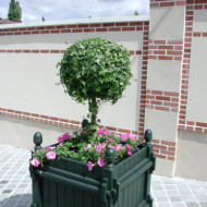 Hedera helix
