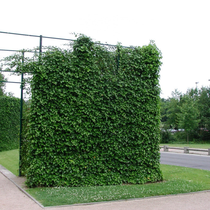 Hedera hibernica