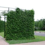 Hedera hibernica