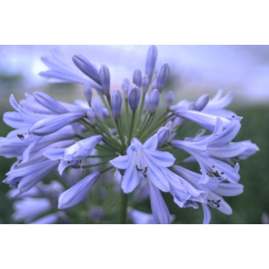 Agapanthus 'Blue Baby'