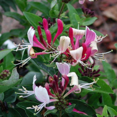 Lonicera periclymenum 'Serotina'