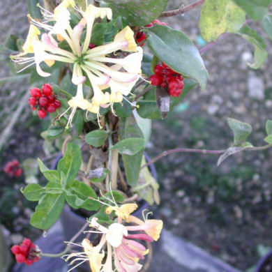 Lonicera x heckrottii 'Goldflame'