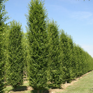 Carpinus betulus 'Frans Fontaine'