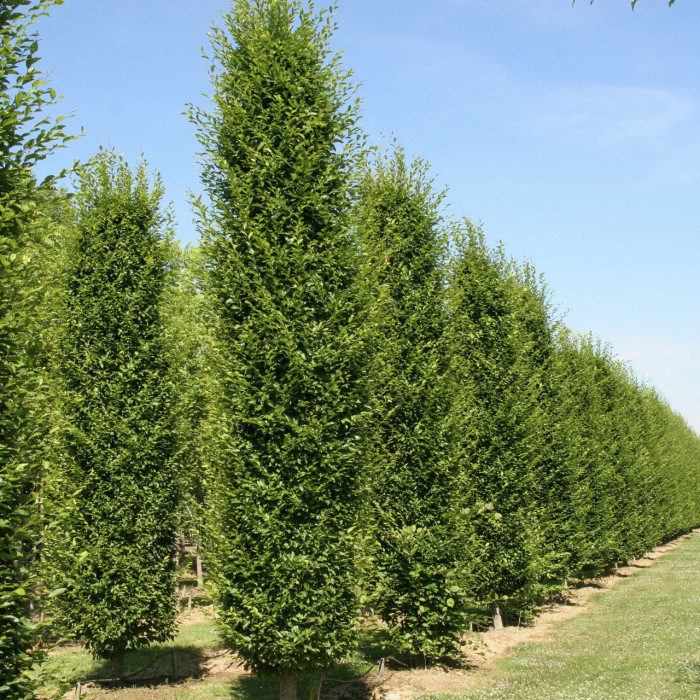 Carpinus betulus 'Frans Fontaine'