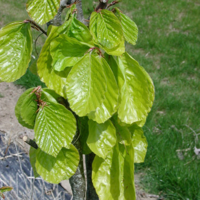 Fagus sylvatica 'Dawyck Gold'