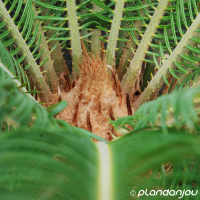 Cycas revoluta