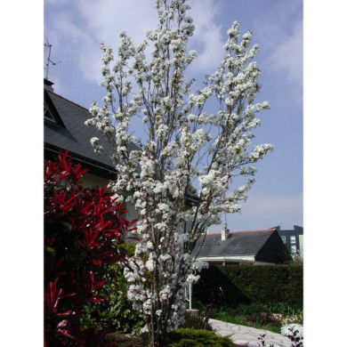 Prunus serrulata 'Amanogawa'