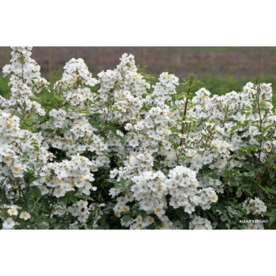 Rosier paysager Rosanatura alba®