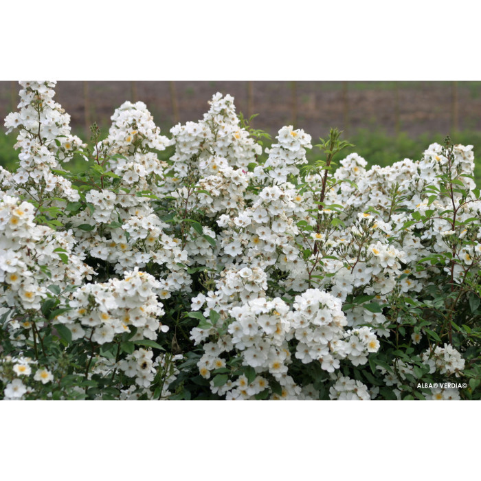 Rosier paysager Rosanatura alba®