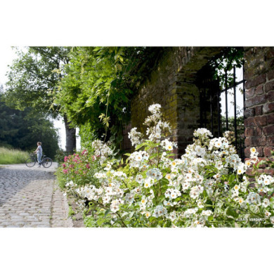 Rosier paysager Rosanatura alba®