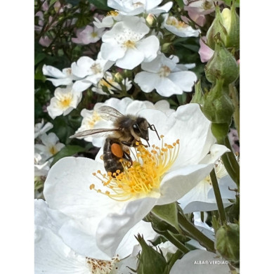 Rosier paysager Rosanatura alba®