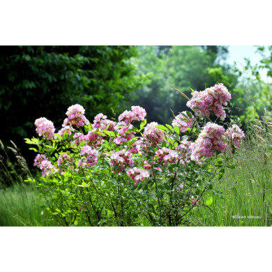 Rosier paysager Rosanatura rosea®