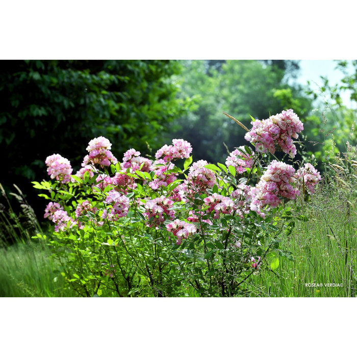 Rosier paysager Rosanatura rosea®